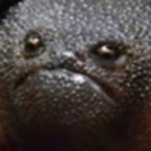 Meet your Posher, Eva